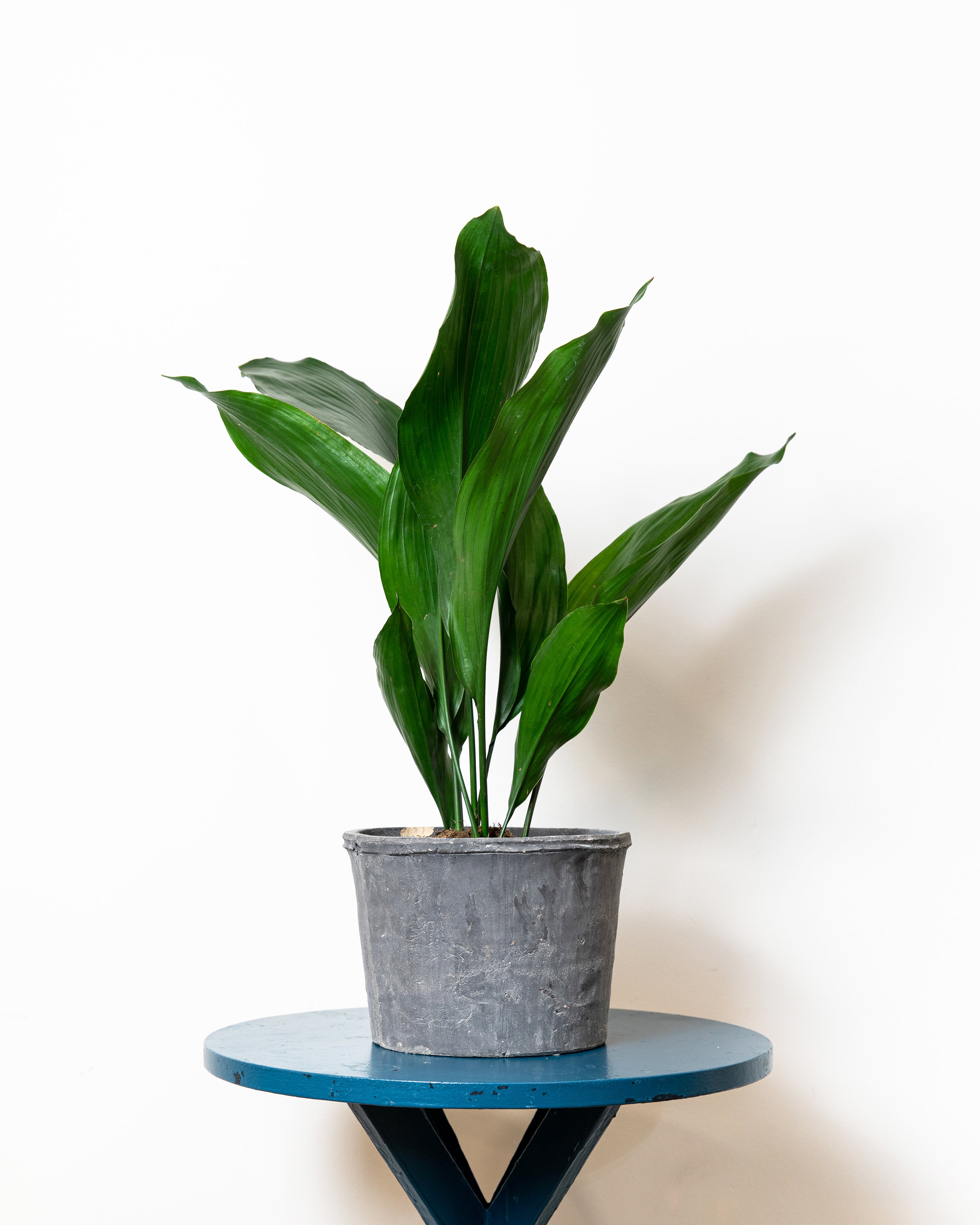 Cast Iron Plant, Aspidistra Elatior