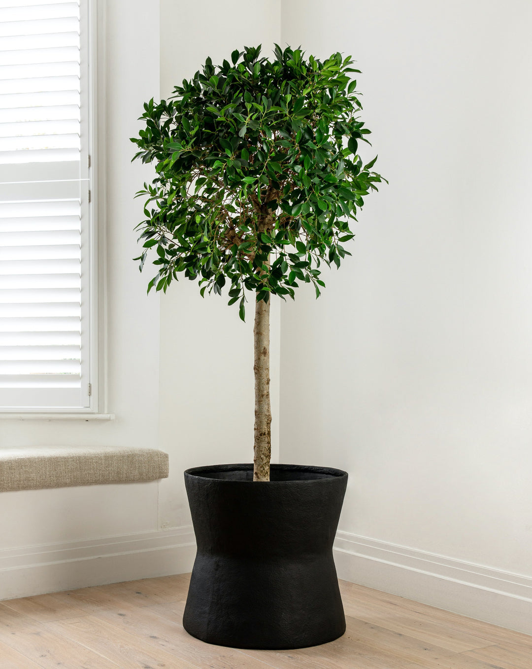 Indian Laurel, Ficus Nitida