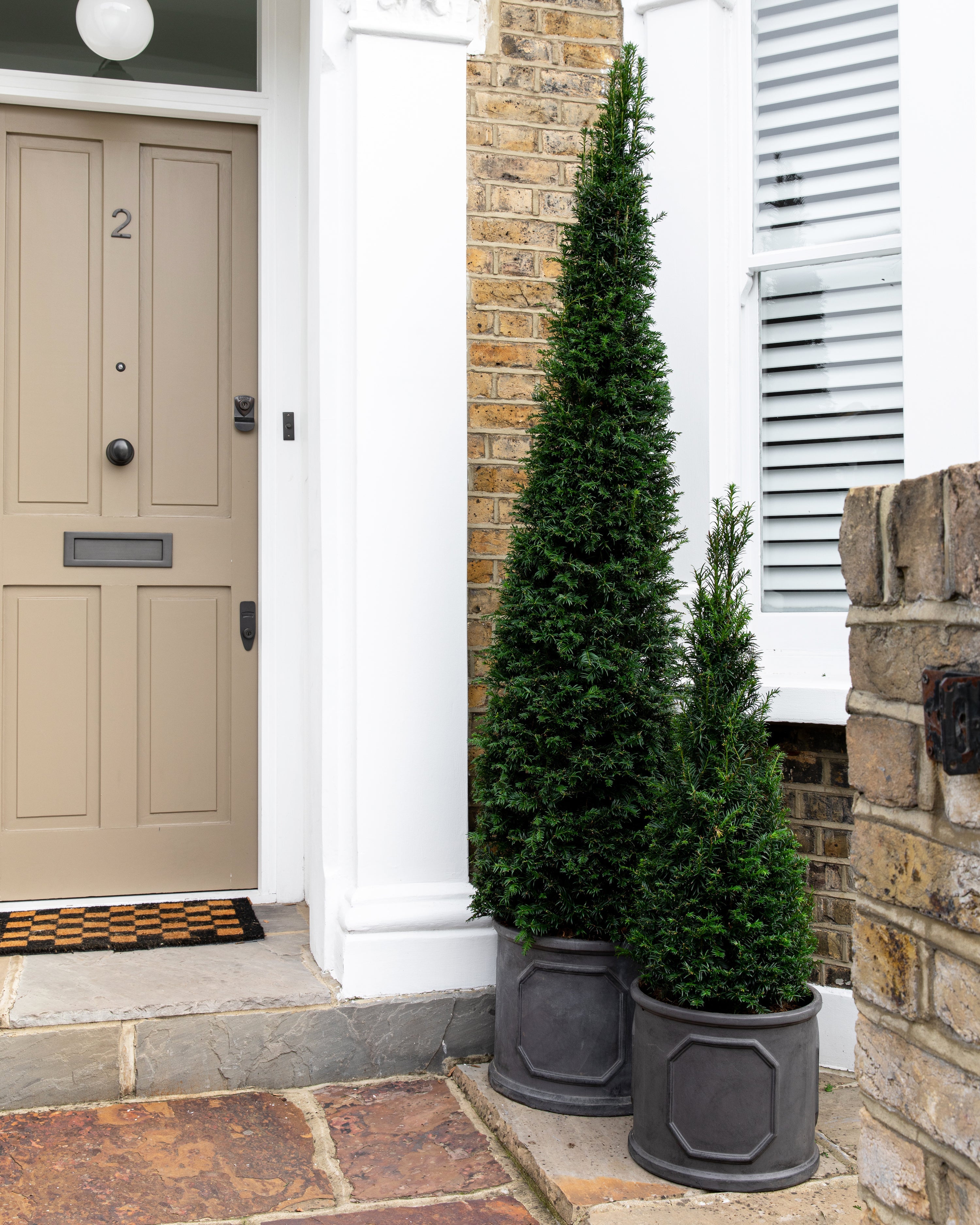 Yew Topiary, Taxus Baccata