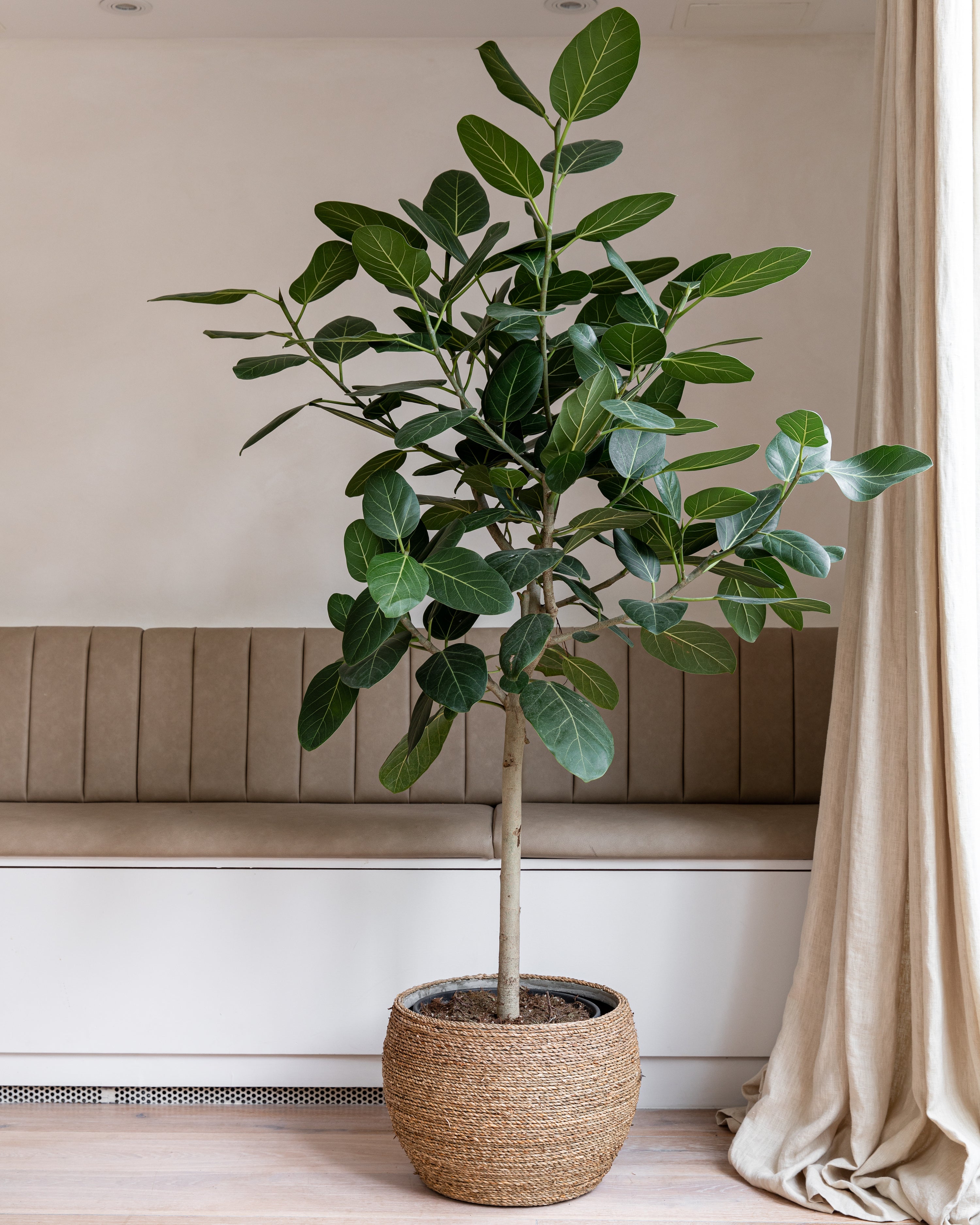 Bengal Fig Tree, Ficus benghalensis 'Audrey'