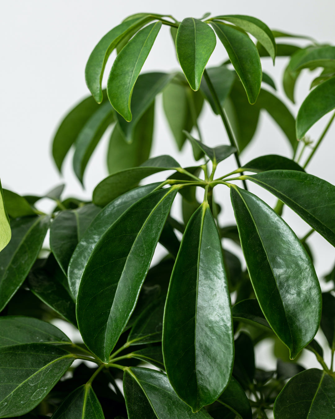 Schefflera - Plant Drop