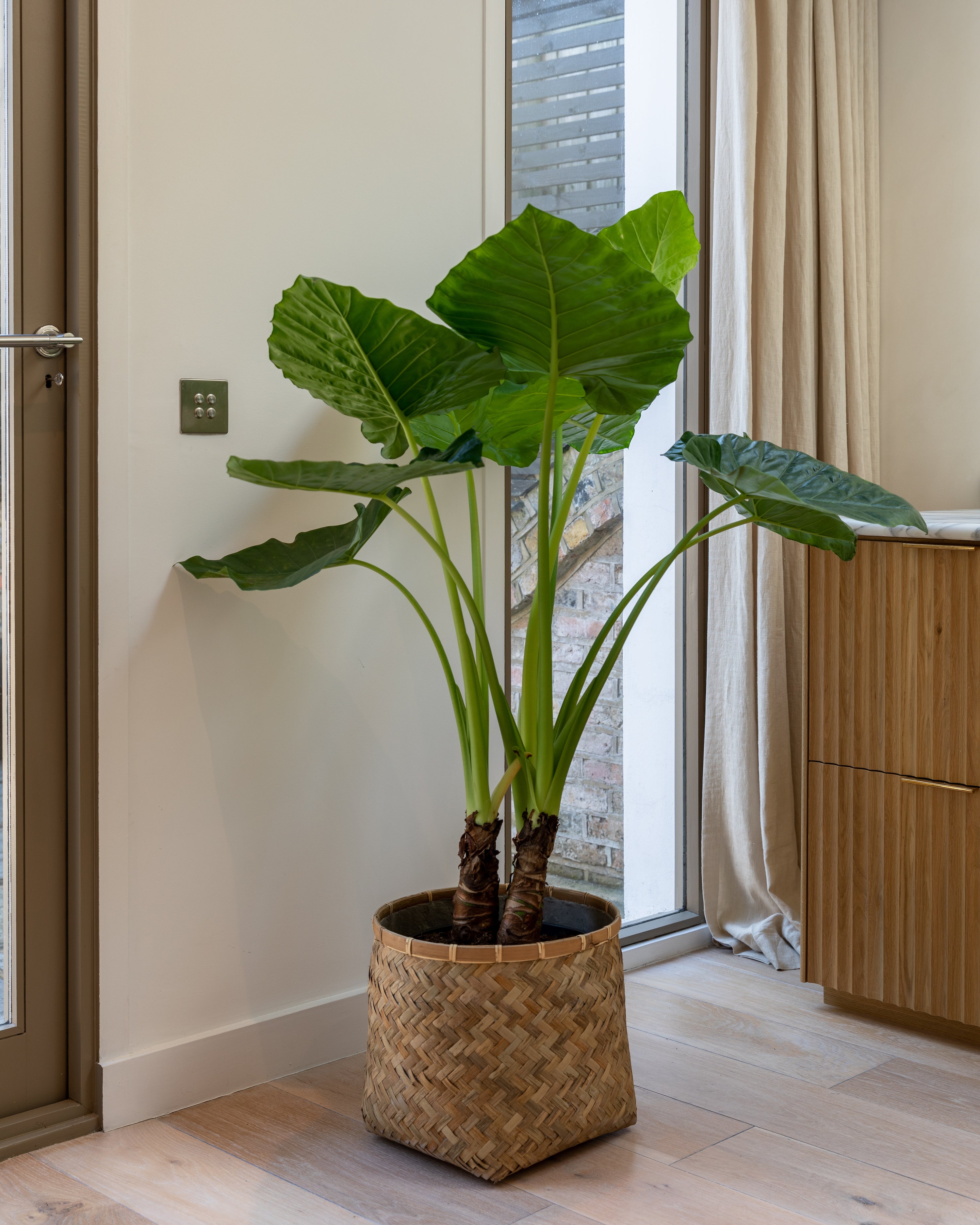 Giant Taro, Alocasia Macrorrhiza