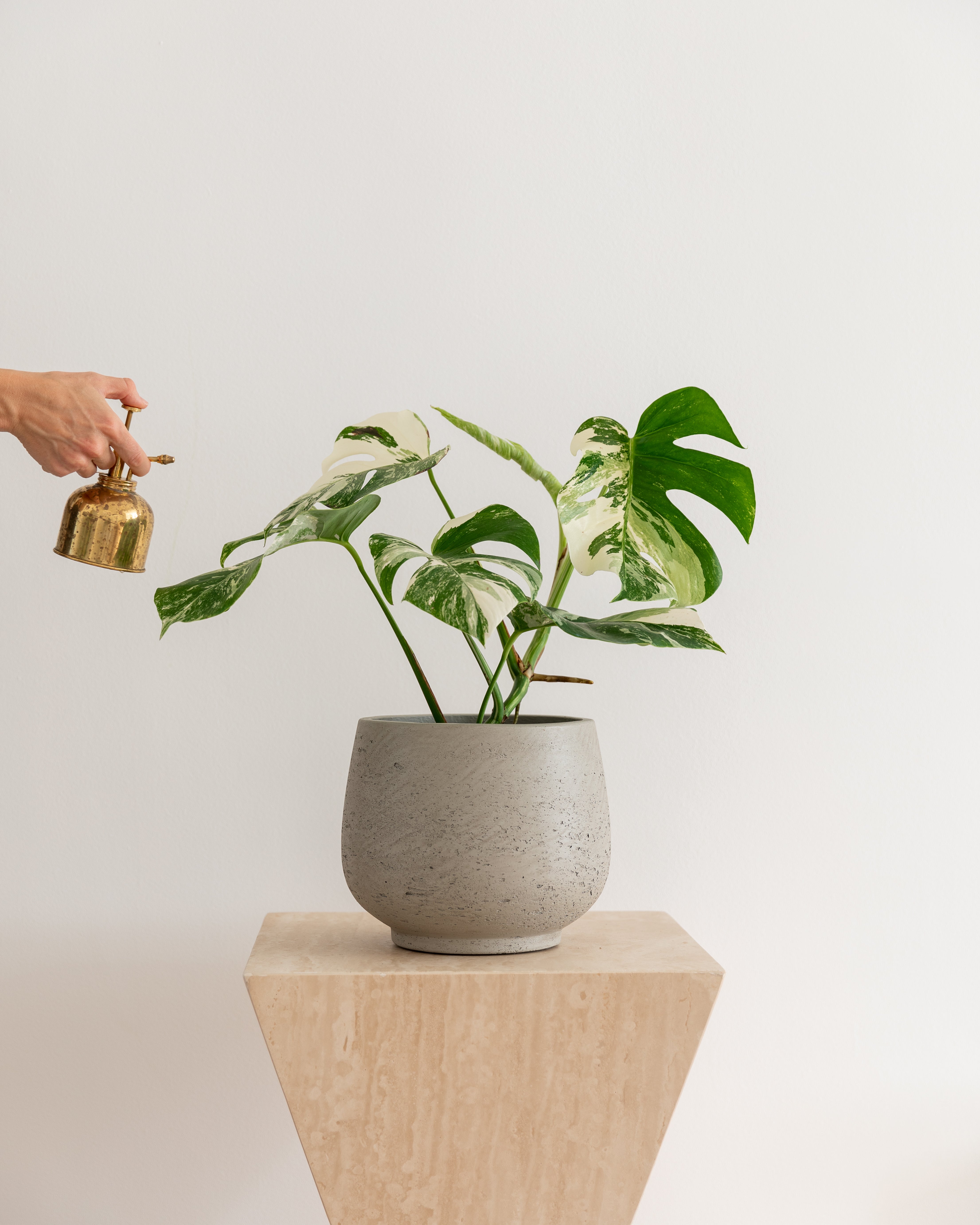 Mealybugs on Houseplants: Don't Panic — Here's How to Treat Them