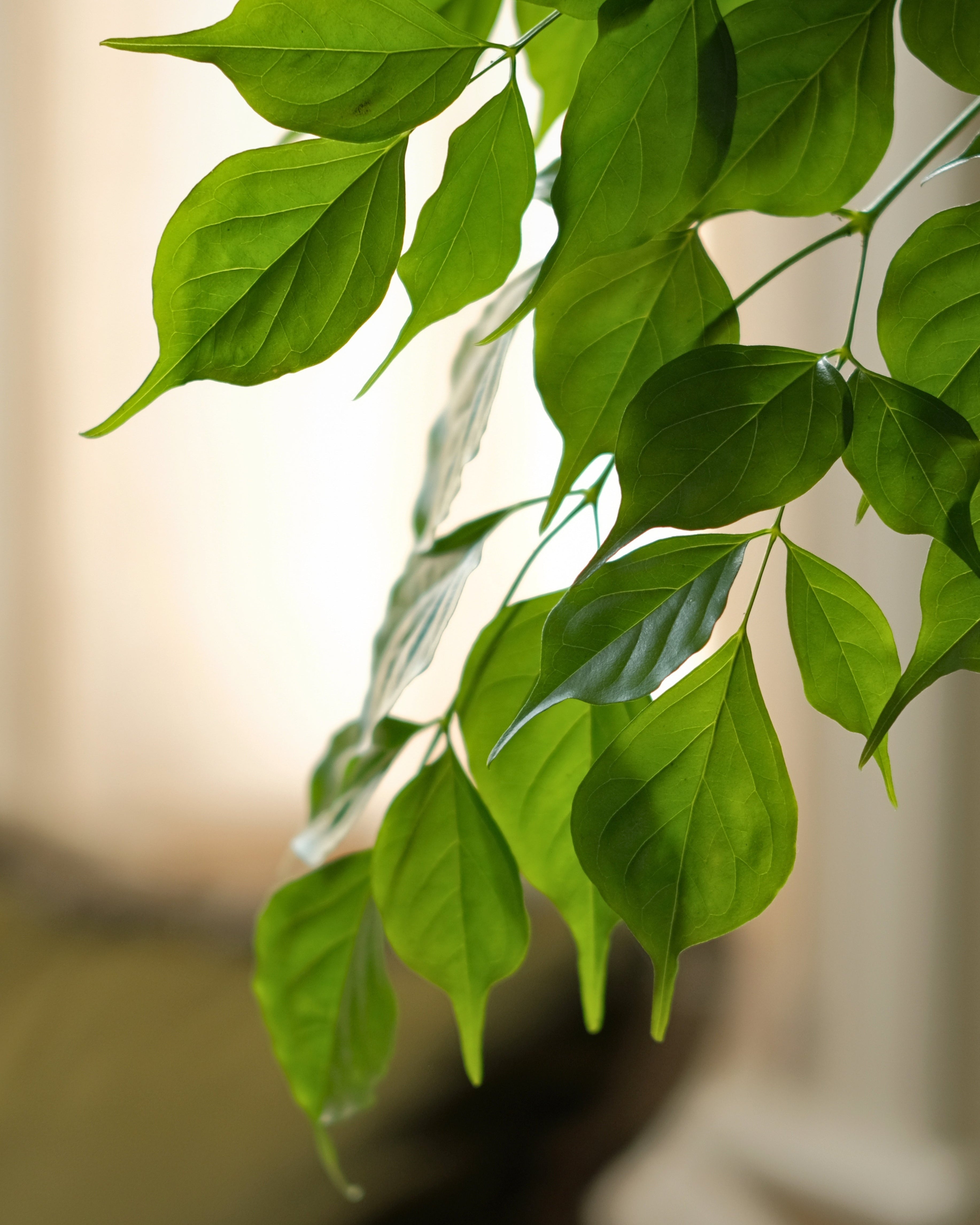 Golden Jasmine Tree, Radermachera