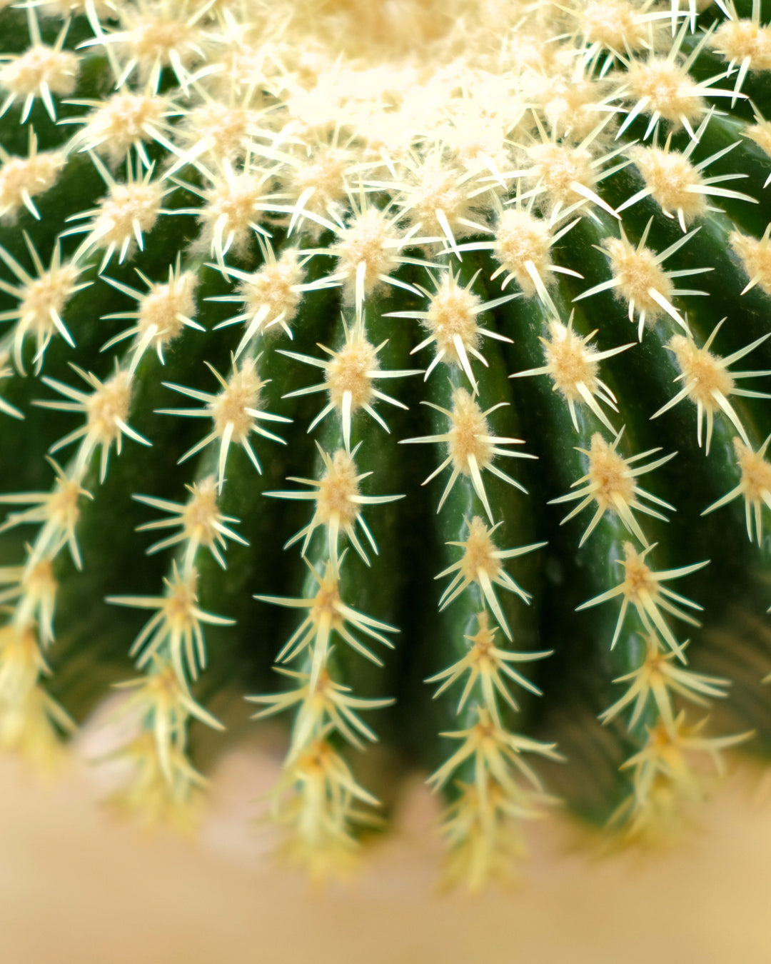 Plants for Our New Climate: A Guide to Low-Water Living