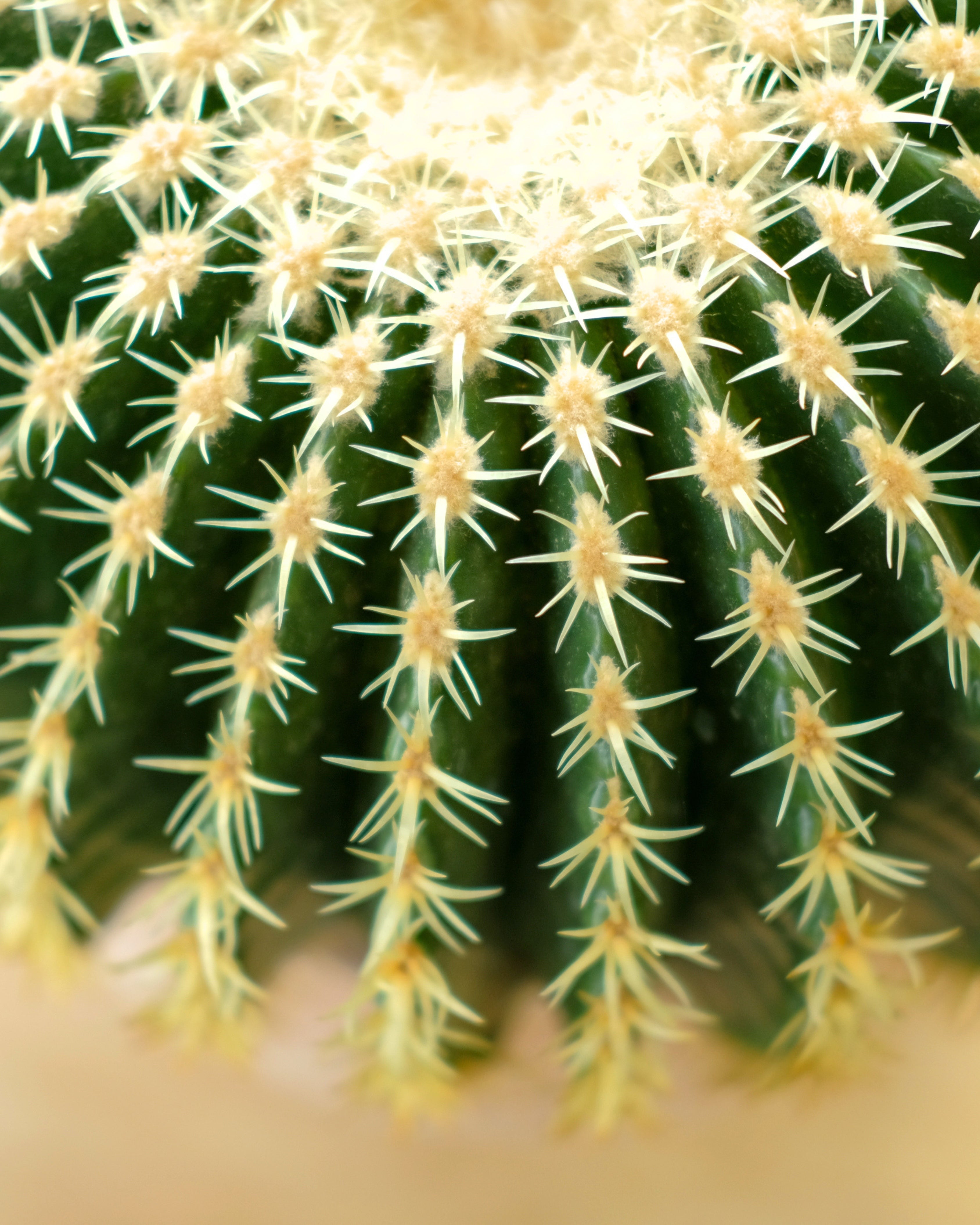 Plants for Our New Climate: A Guide to Low-Water Living