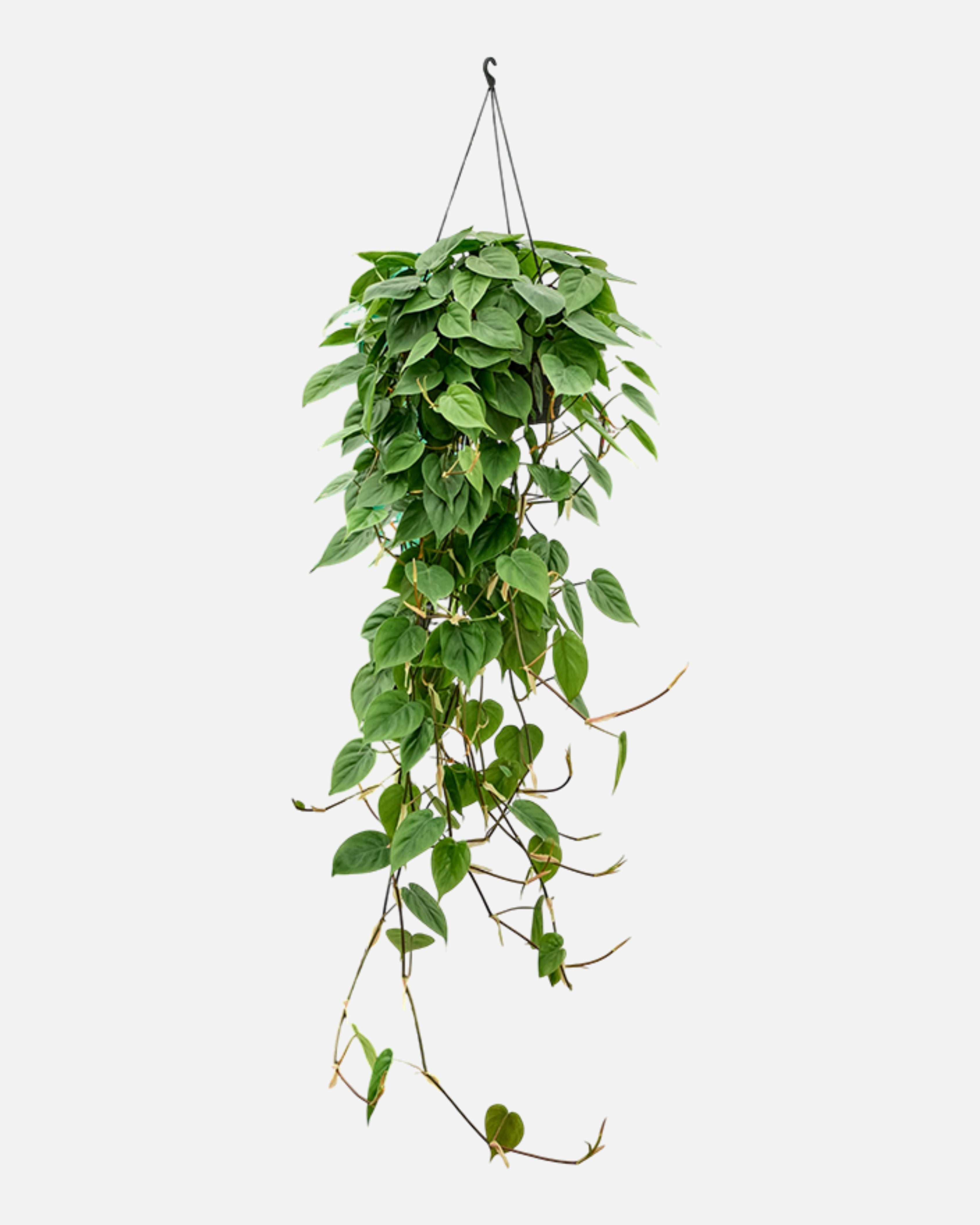 Heartleaf Philodendron, Philodendron Hederaceum