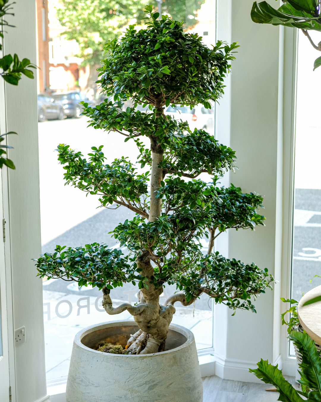 How to Choose a Large Indoor Plant