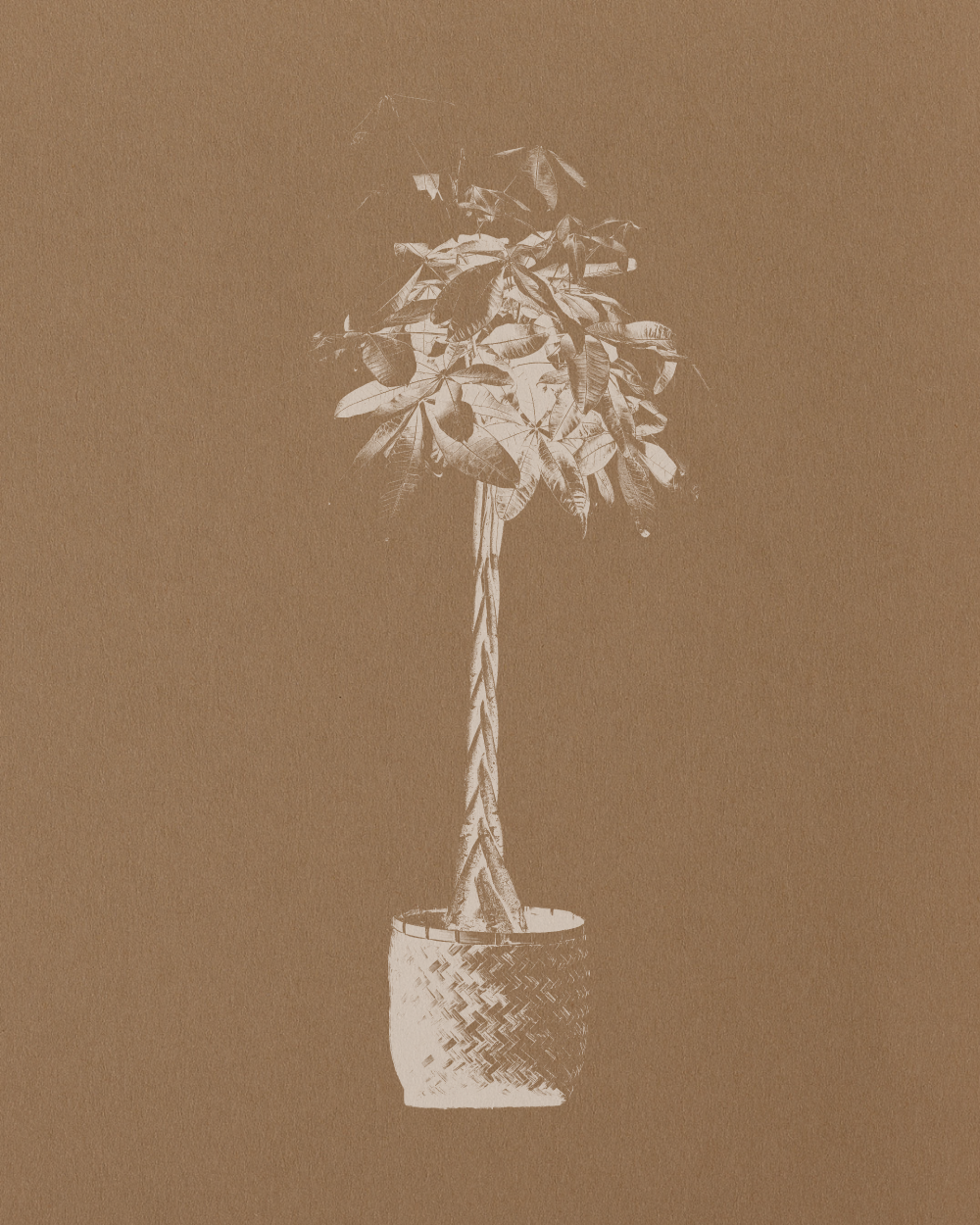 Pachira Aquatica, Money Tree