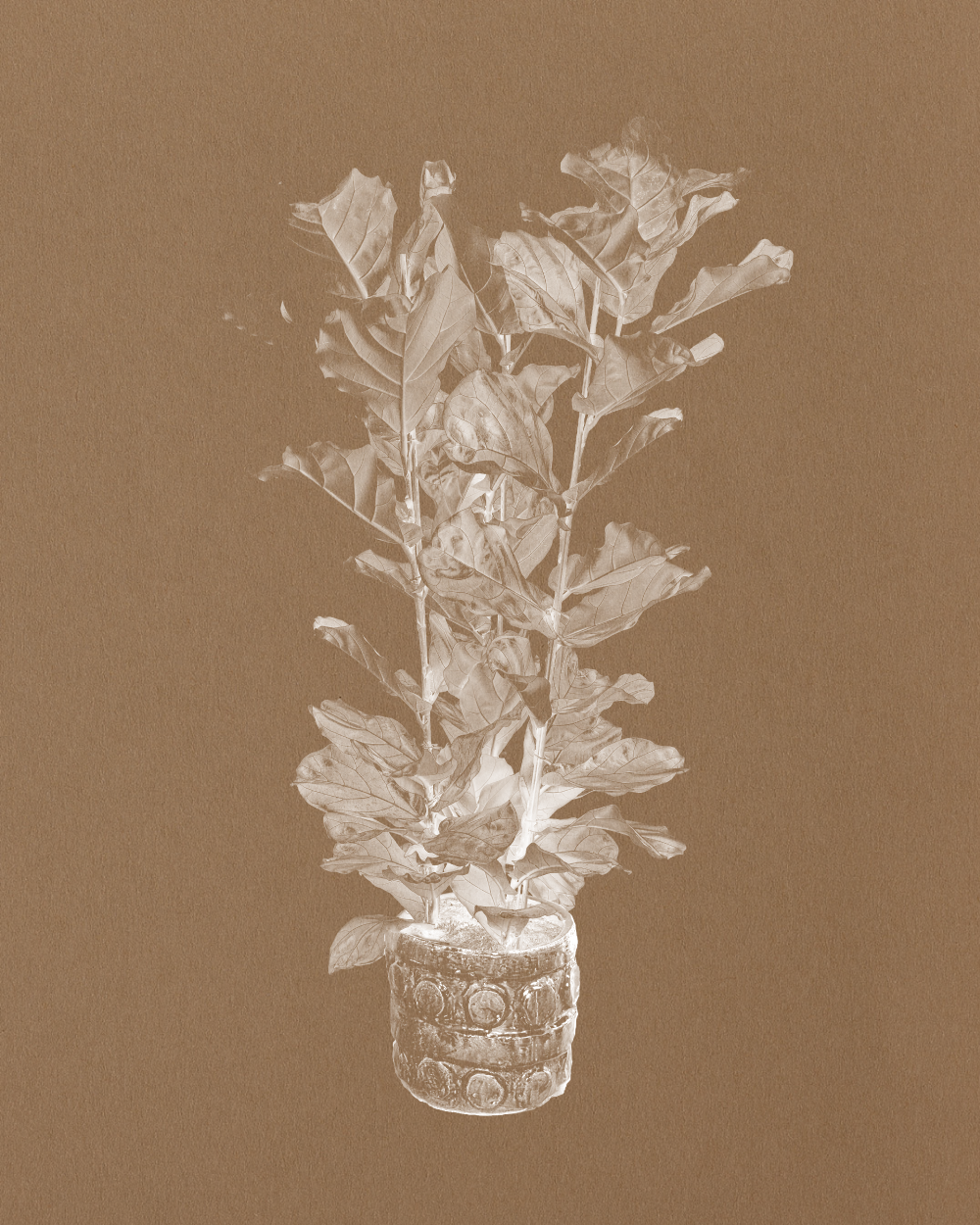 Fiddle-Leaf Fig, Ficus Lyrata