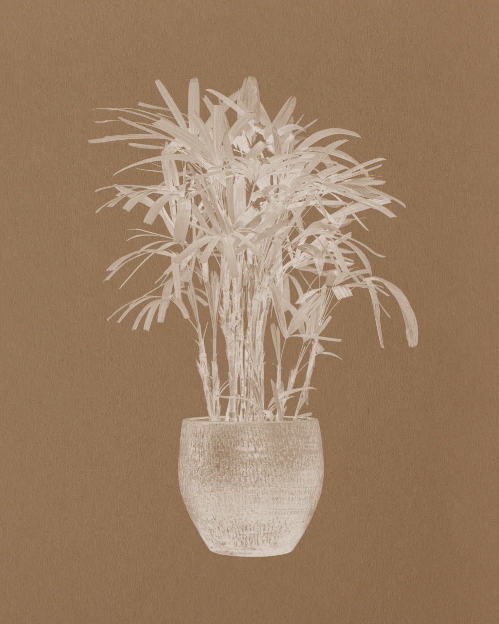 Lady Palm, Rhapis Excelsa