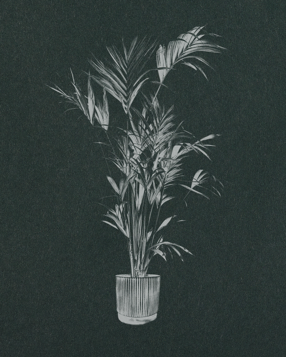 Kentia Palm - Howea Forsteriana