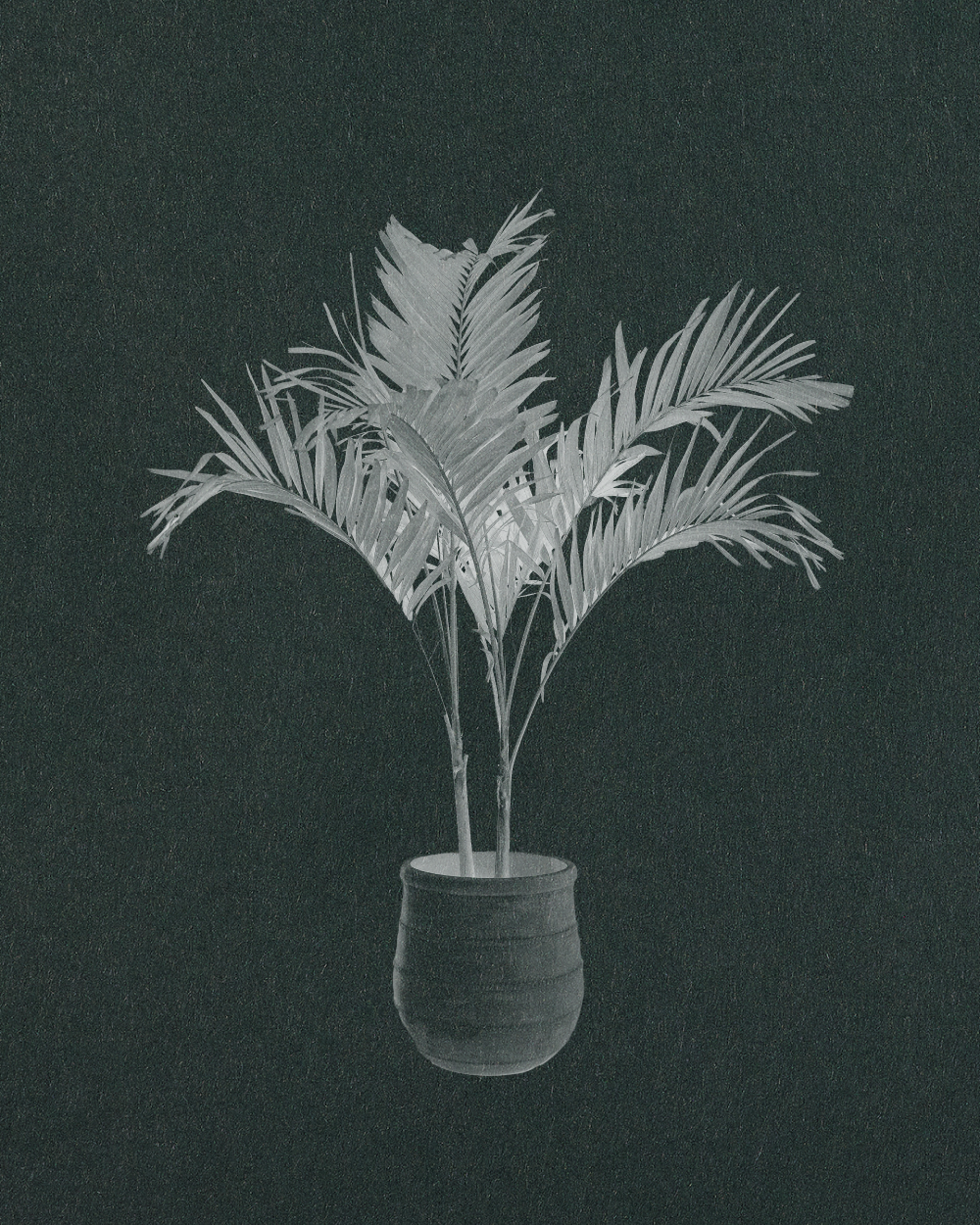 Manila Palm, Veitchia Adonidia Merrillii