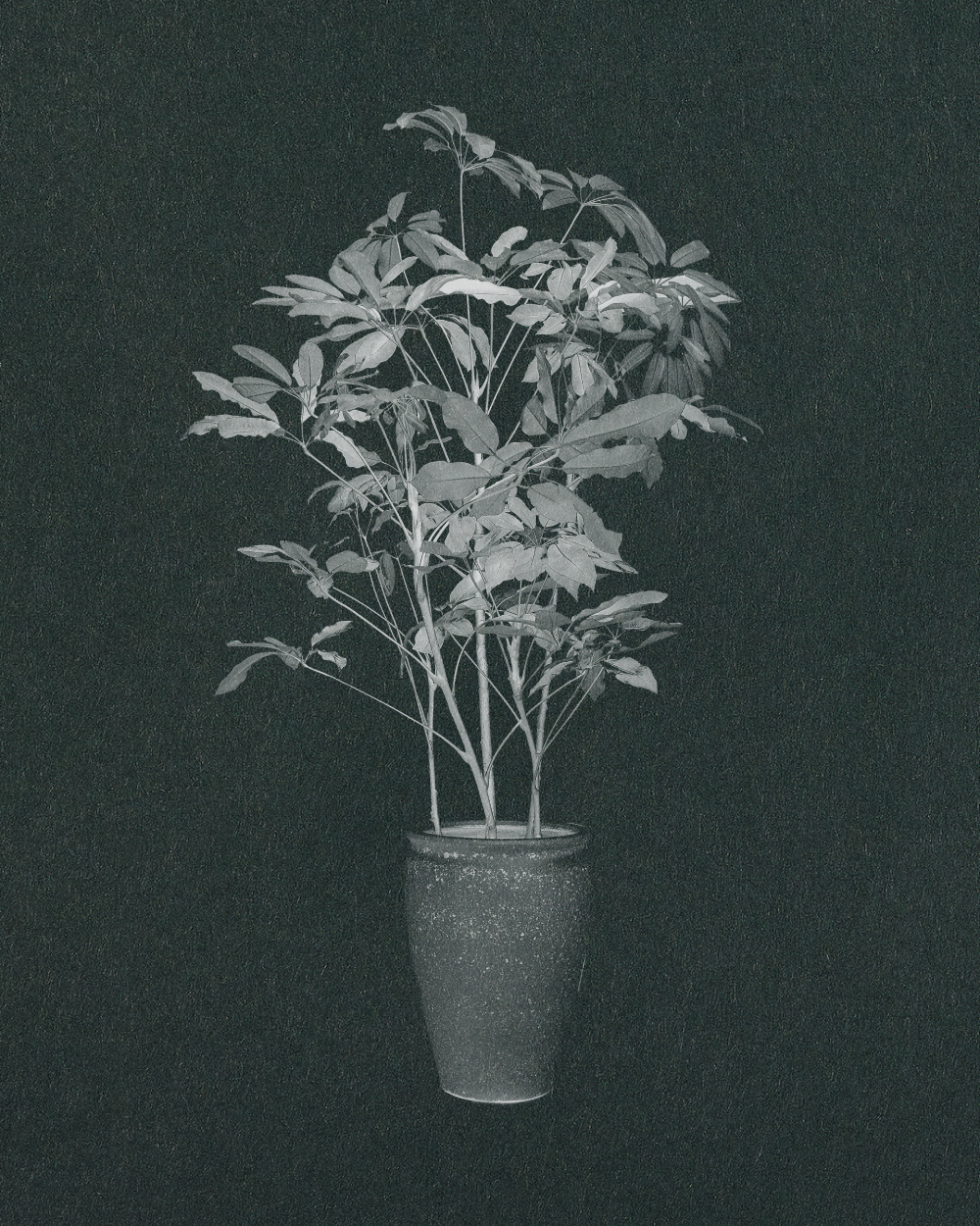 Umbrella Plant, Schefflera