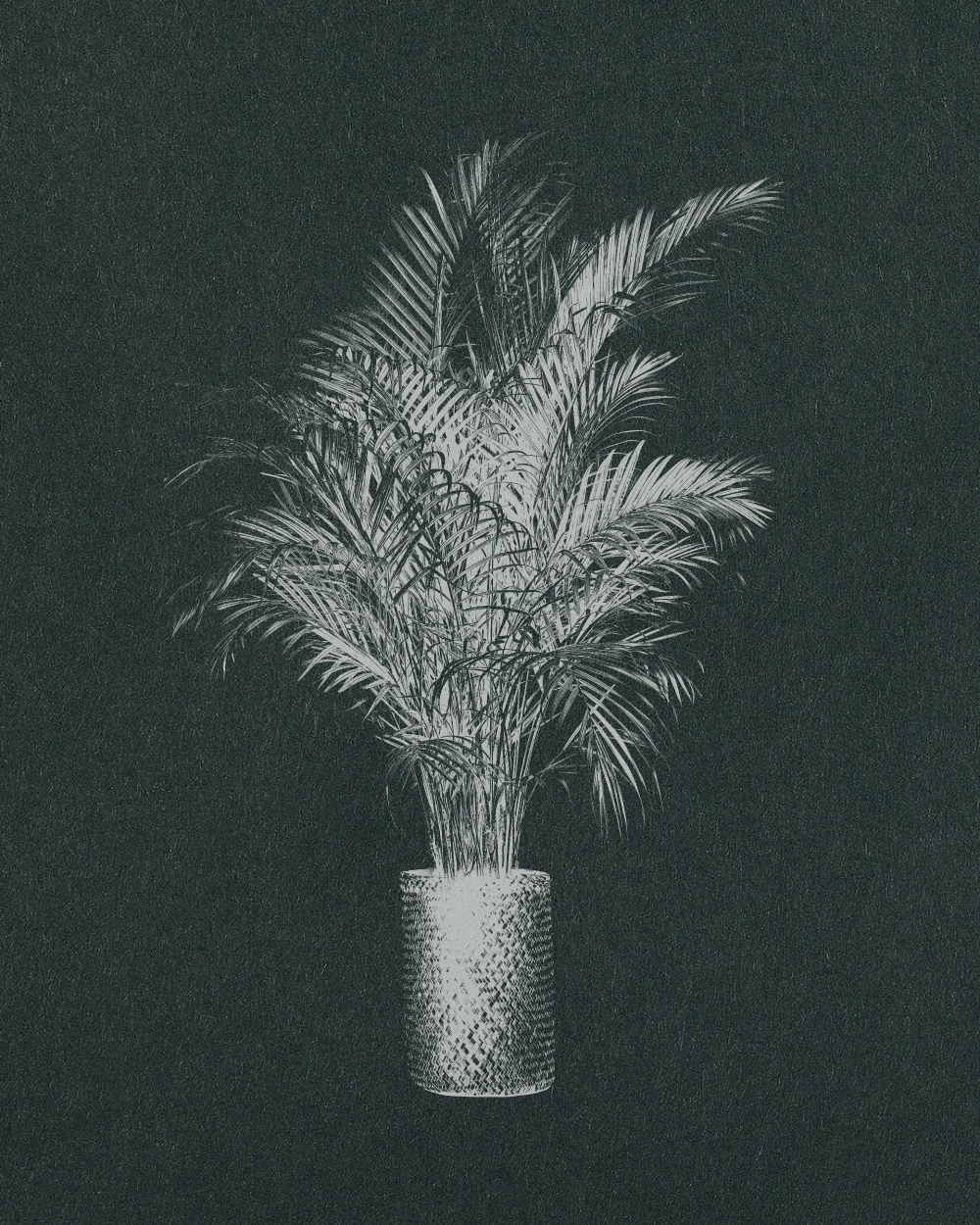 Areca Palm, Dypsis Lutescens