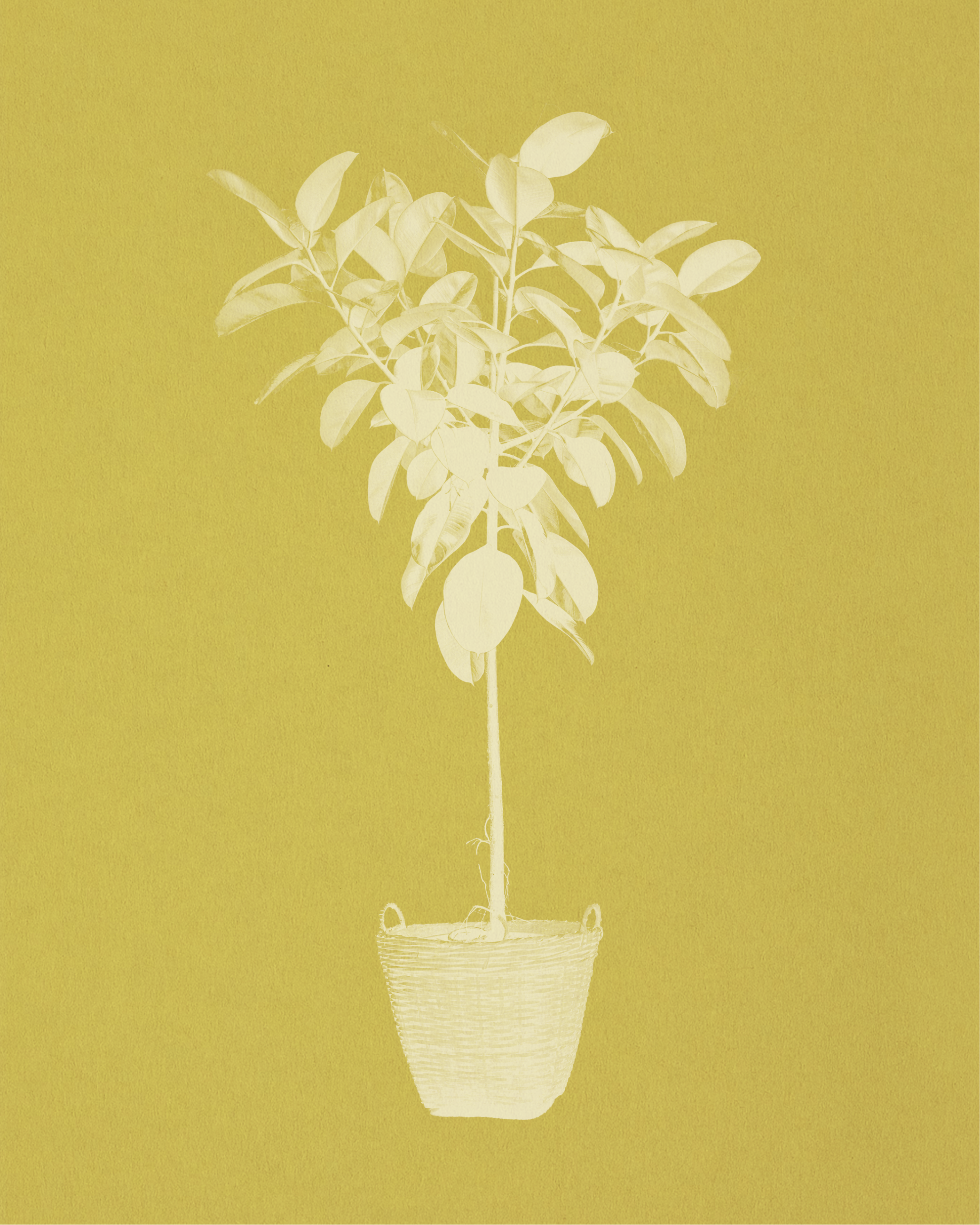 Rubber Plant, Ficus Elastica