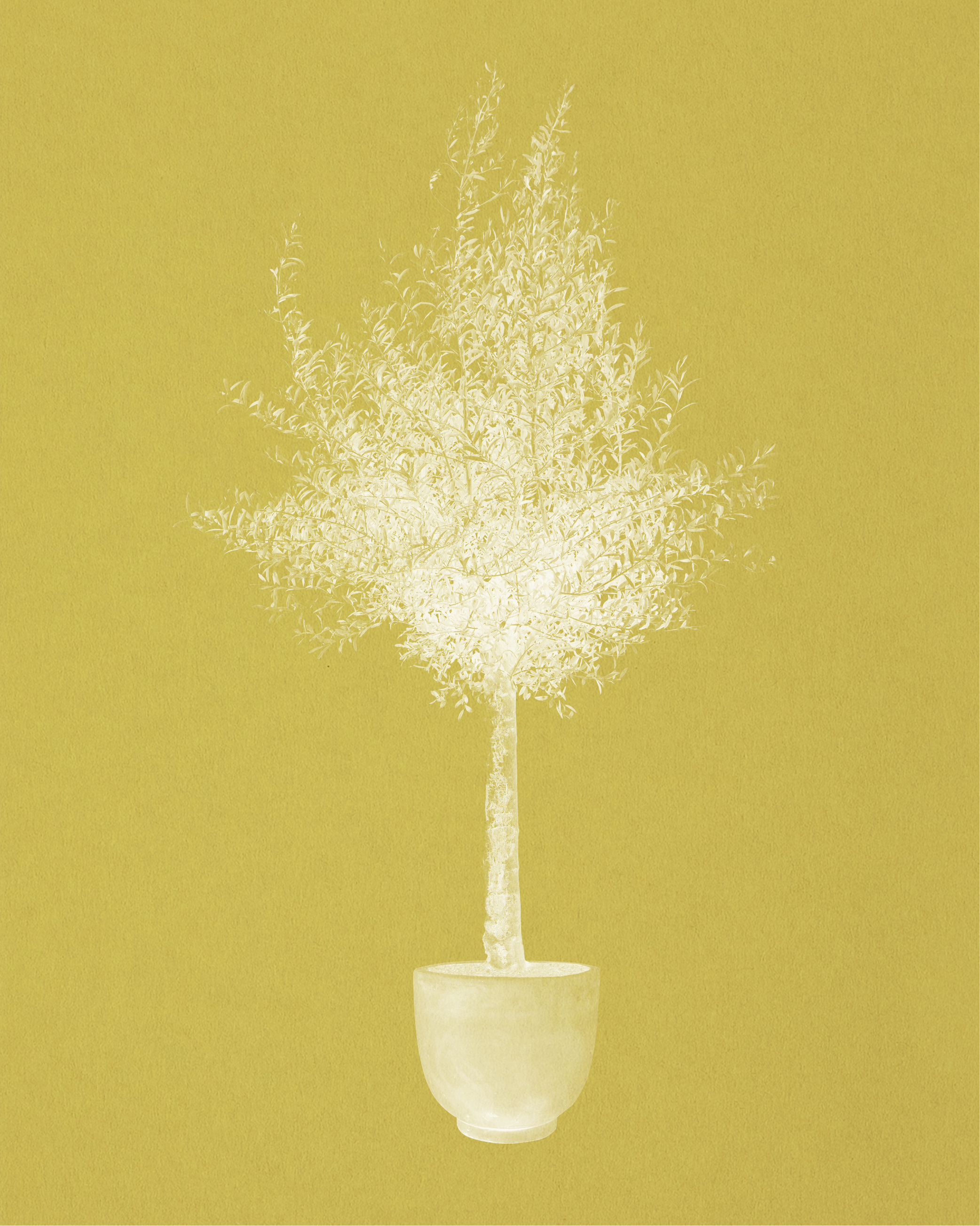 Olive Tree, Olea europaea