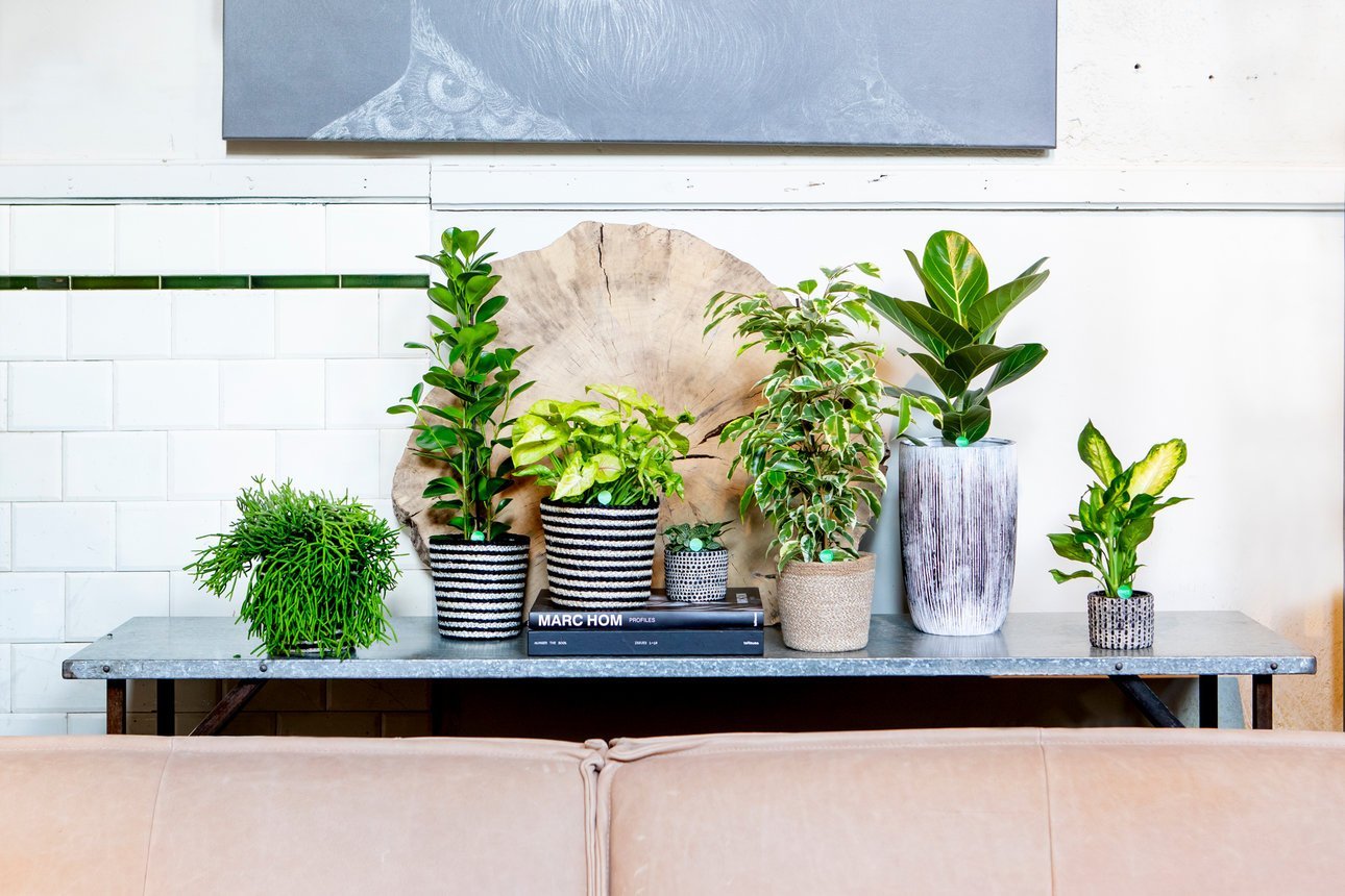 Bring The Garden Indoors - Plants & Ideas For Surviving Tier 4 - Plant Drop