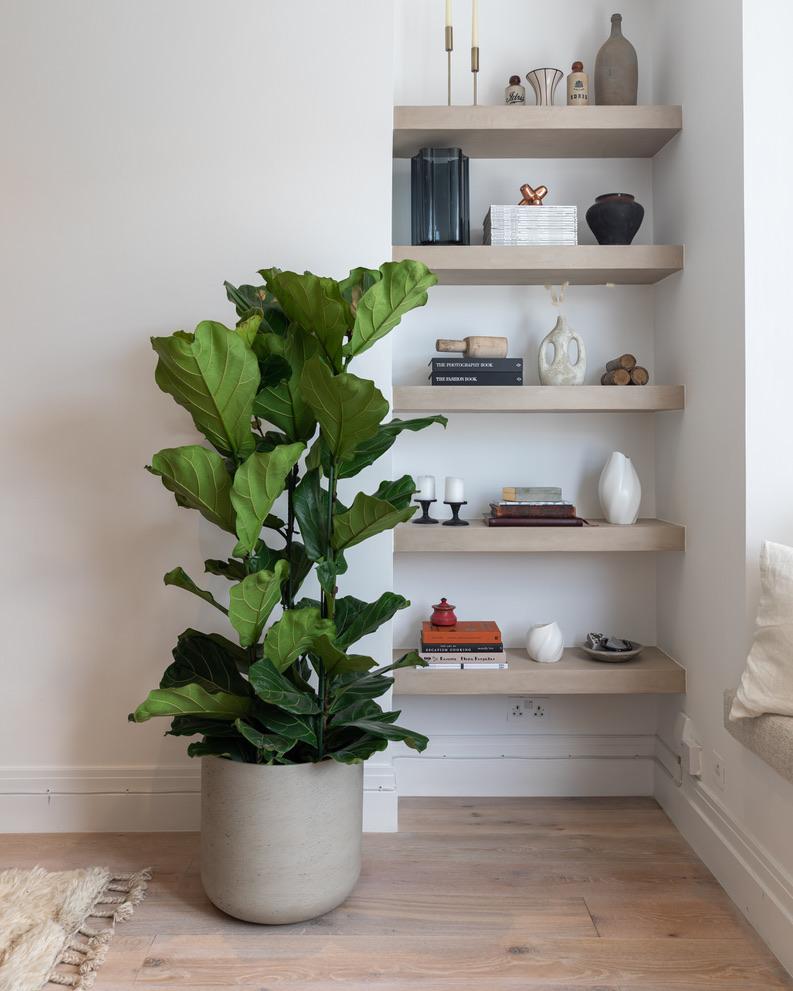 Fiddle-Leaf Fig, Ficus Lyrata - Plant Drop