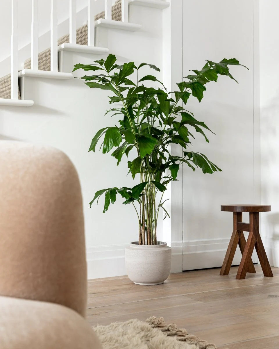 Caryota Mitis, Burmese Fishtail Palm