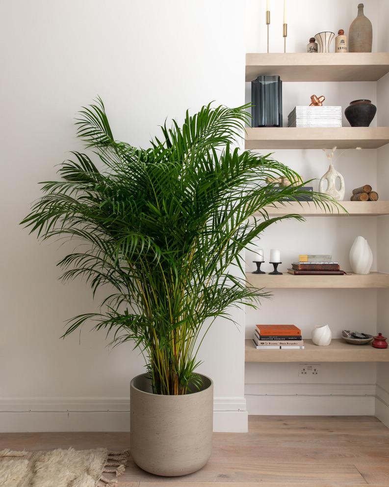 Dypsis Lutescens, aka Areca Palm, Golden Bamboo or Butterfly Palm - Plant Drop
