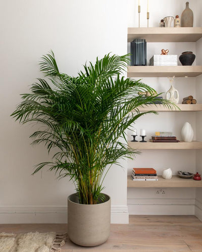 Dypsis Lutescens, aka Areca Palm, Golden Bamboo or Butterfly Palm