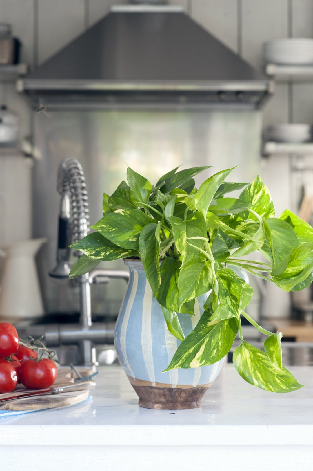 Epipremnum Aureum - Golden Pothos - Plant Drop