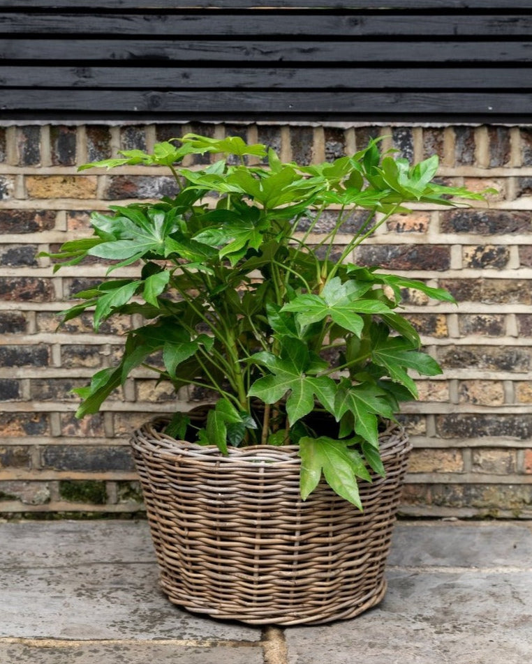 Fatsia Japonica