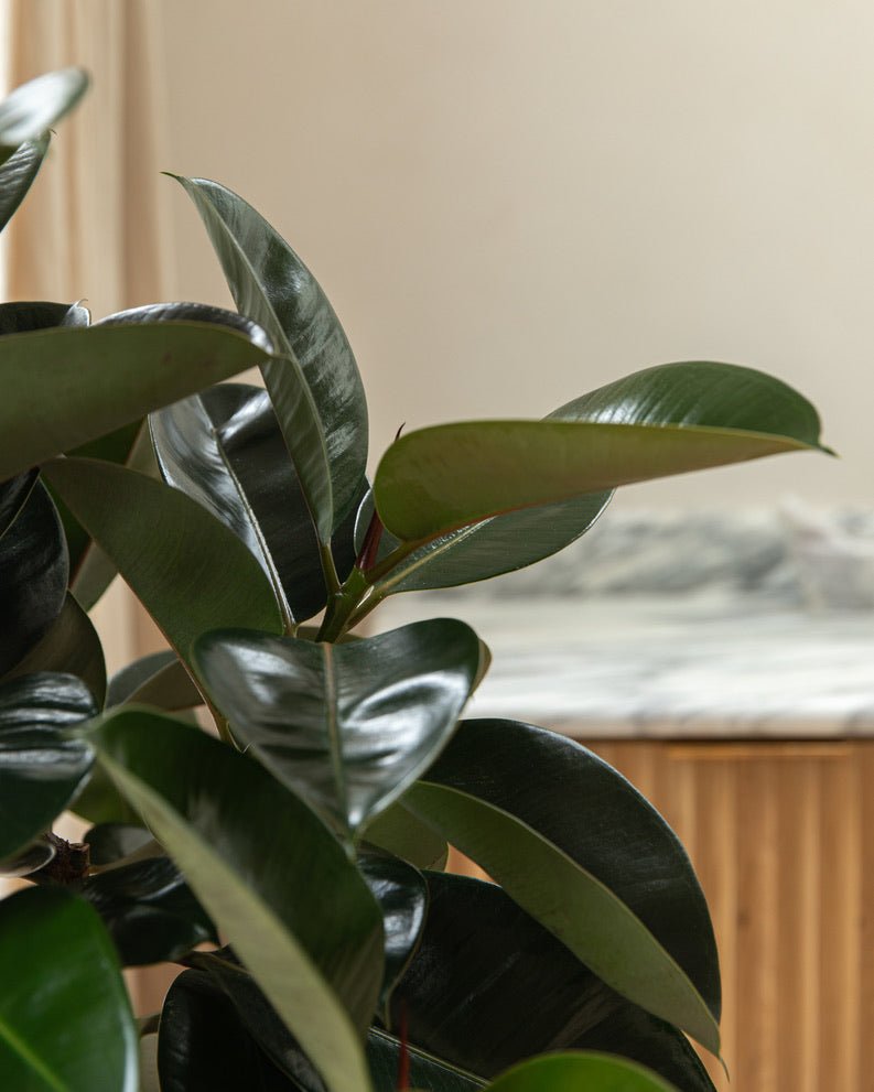 Ficus Elastica - Robusta, Tineke, Belize - Plant Drop