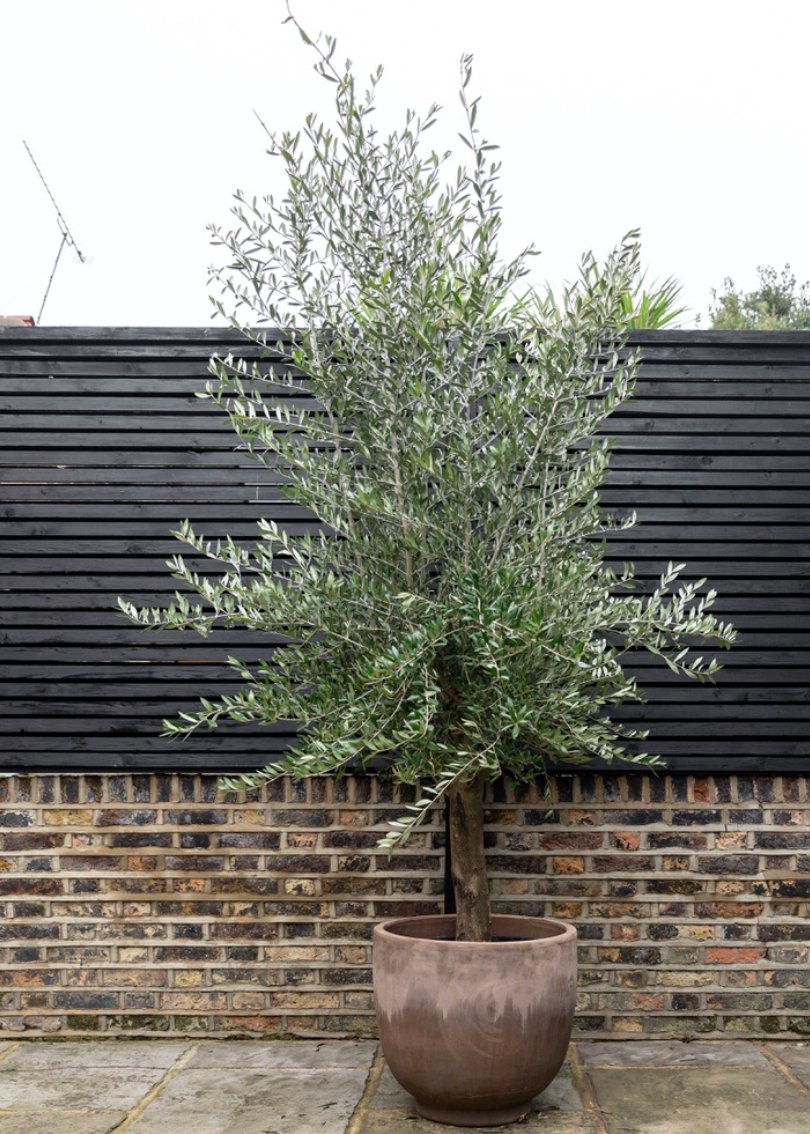 Olive Tree, Olea europaea - Plant Drop