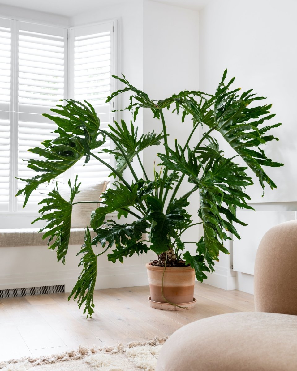 Philodendron Selloum