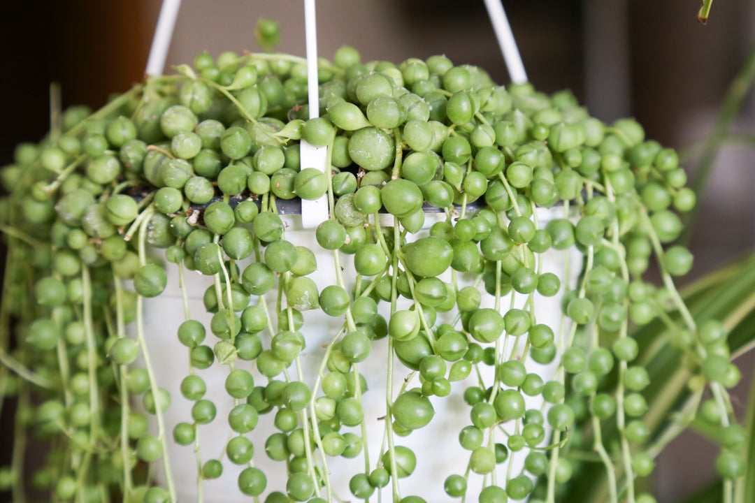 Senecio Rowleyanus - String of Pearls - Plant Drop