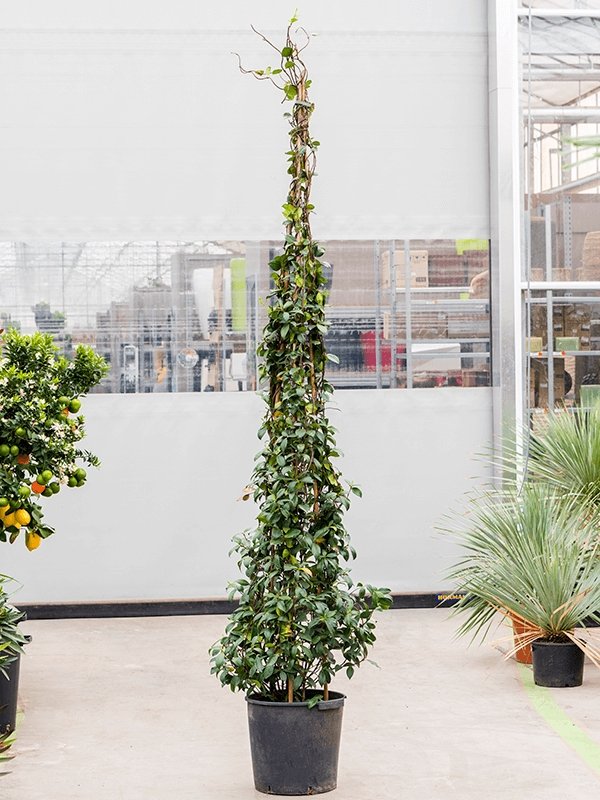 Trachelospermum Jasminoides, Star Jasmine - Plant Drop