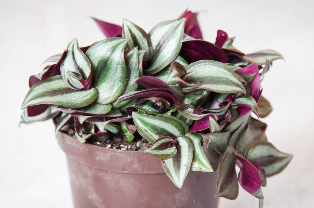 Tradescantia - Plant Drop