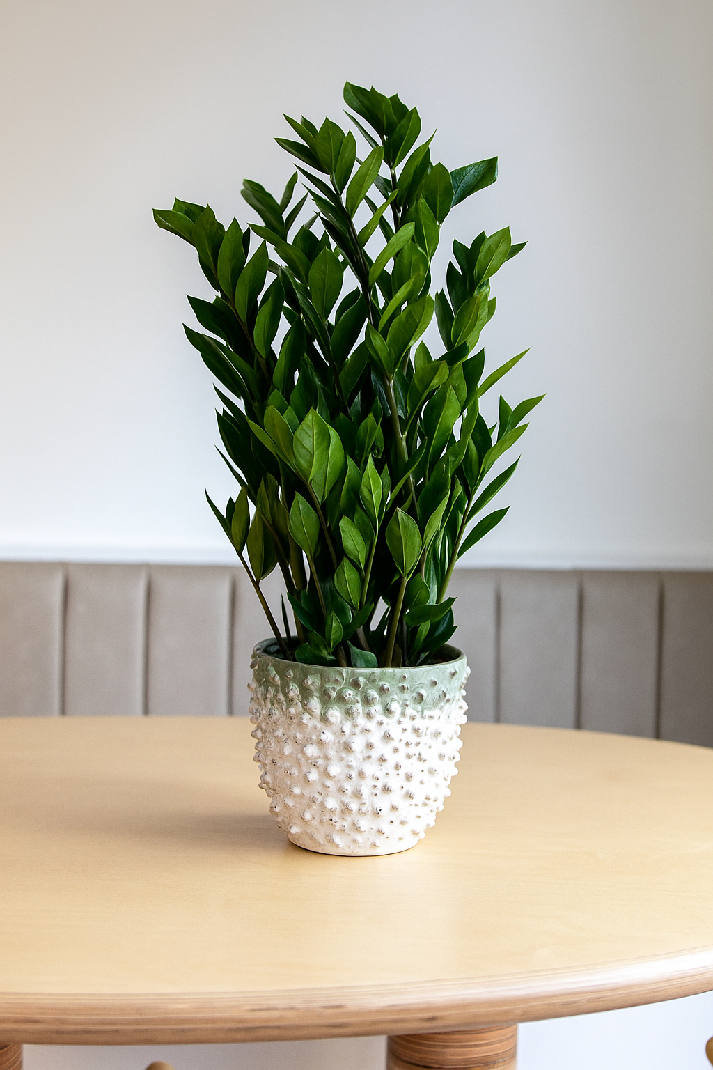 ZZ Plant, Zamioculcas Zamiifolia