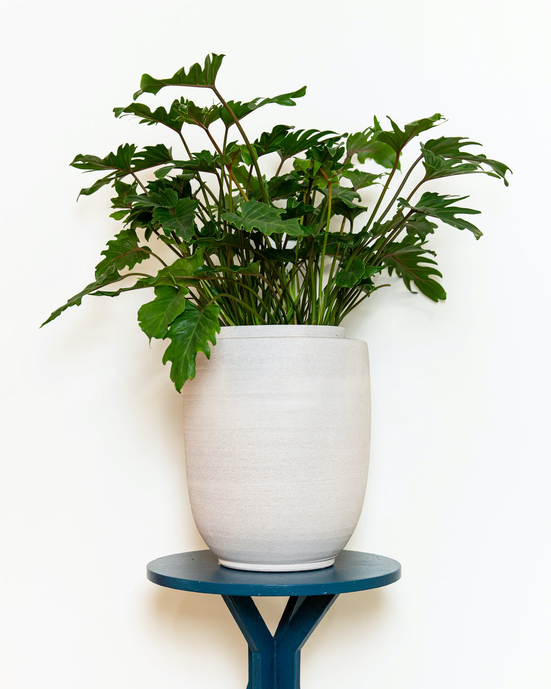 Indoor & Outdoor Planters