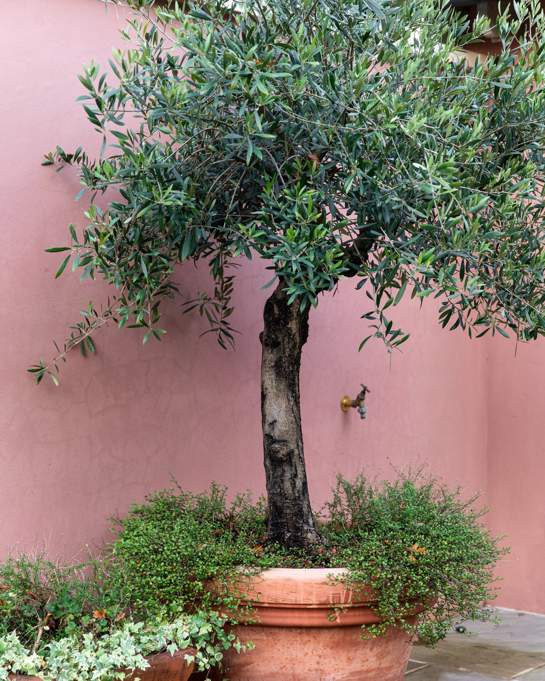 Drought-Tolerant Plants
