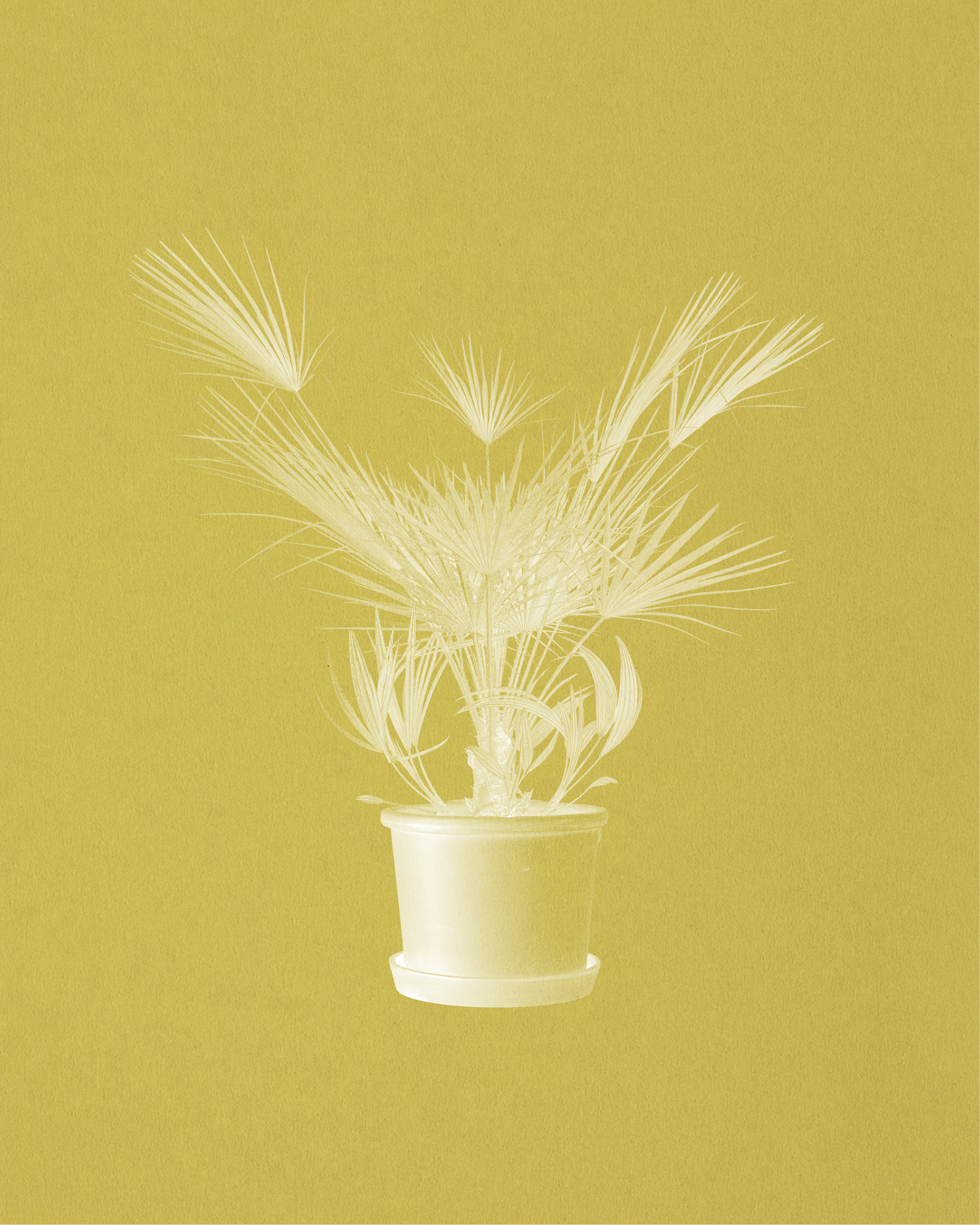 Outdoor Plant Style