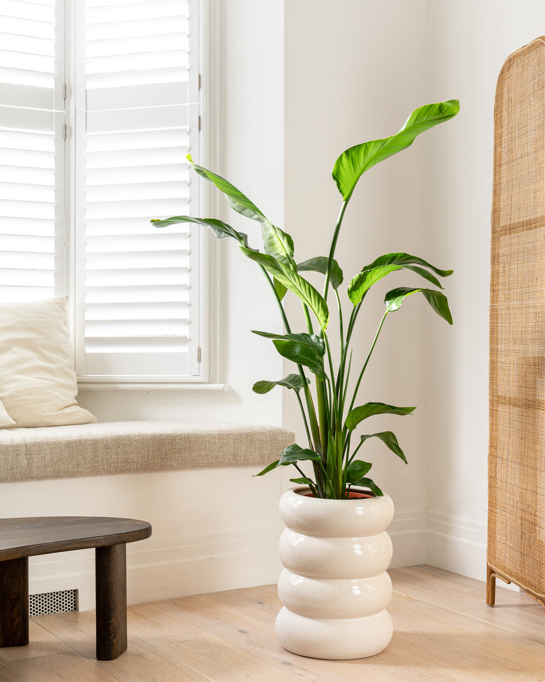 Giant white bird of paradise, 90-100cm