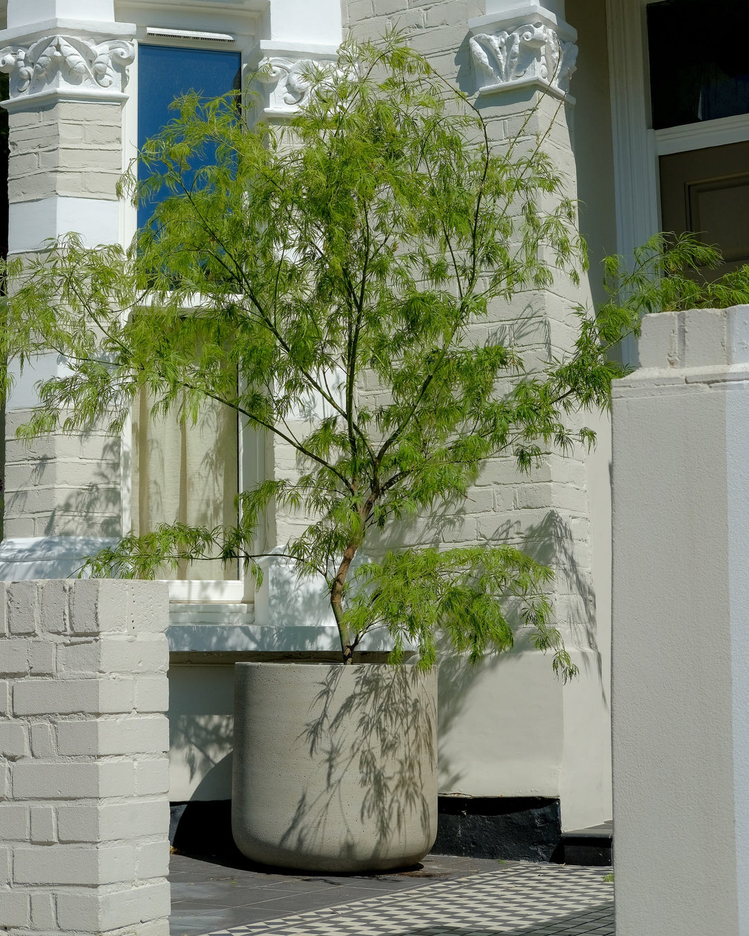 Acer Trees