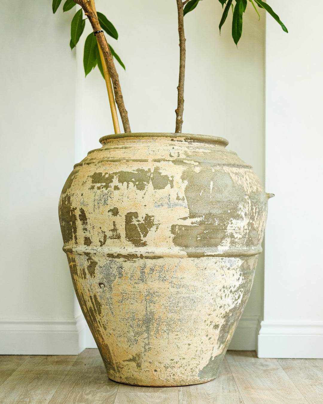 A large distressed ceramic planter pot with a weathered beige and gray finish, holding a small potted plant with green leaves and brown stems, set against a white wall and light wood floor.