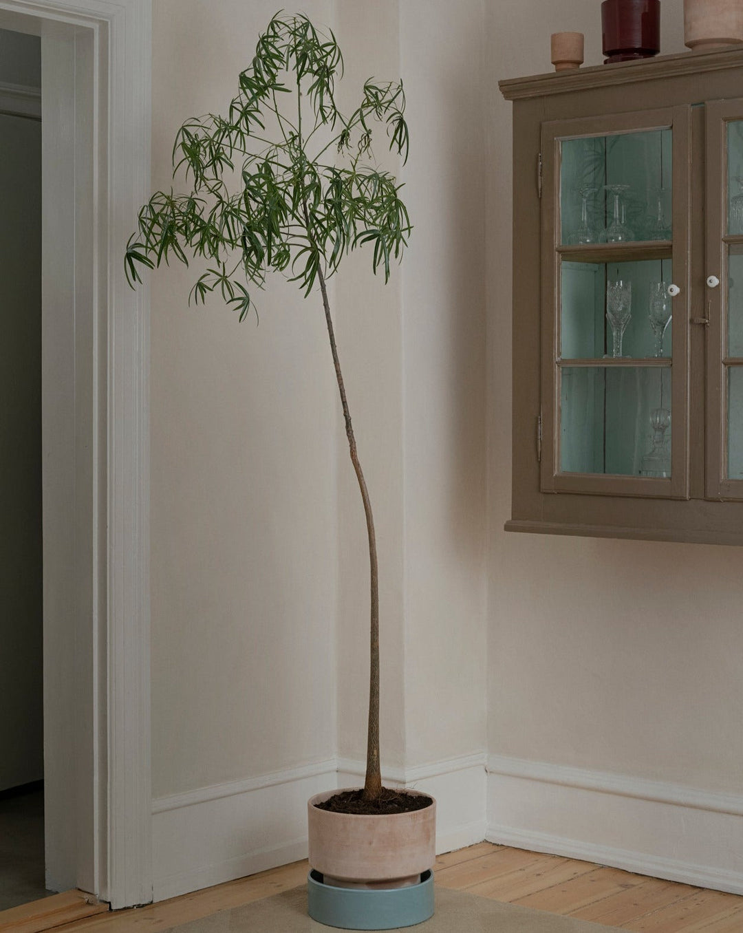 Design Collection