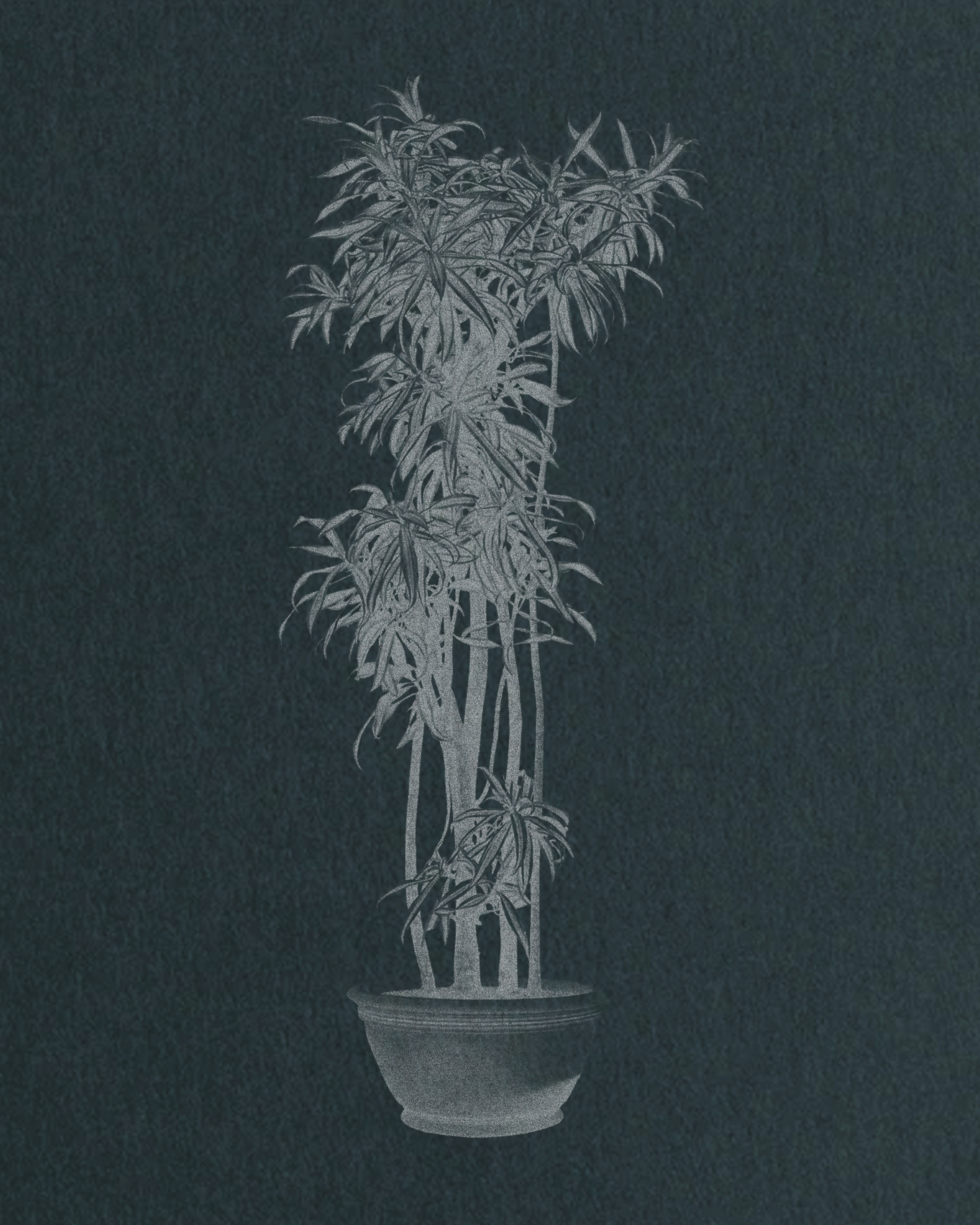 Plant Pots