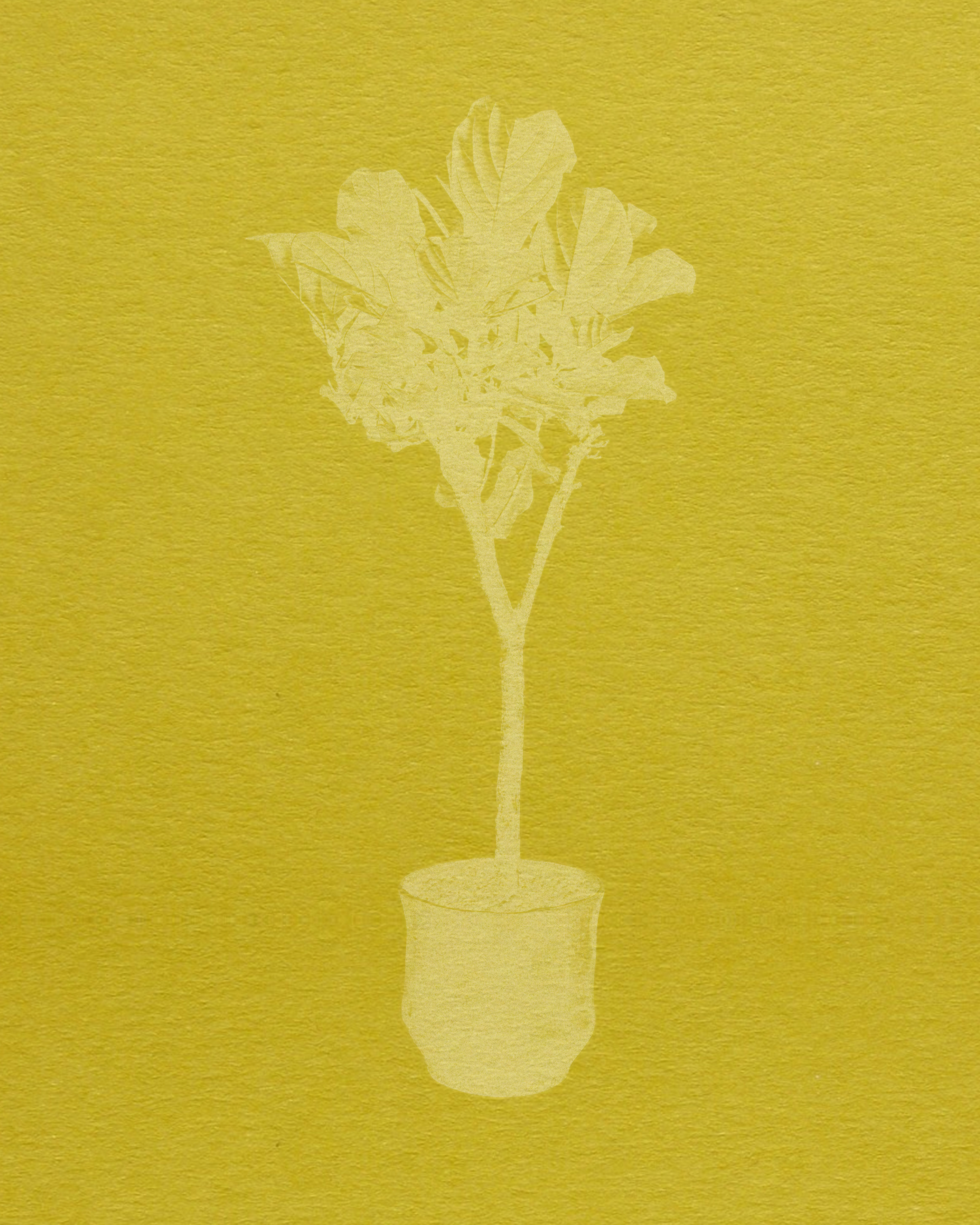 House Plants