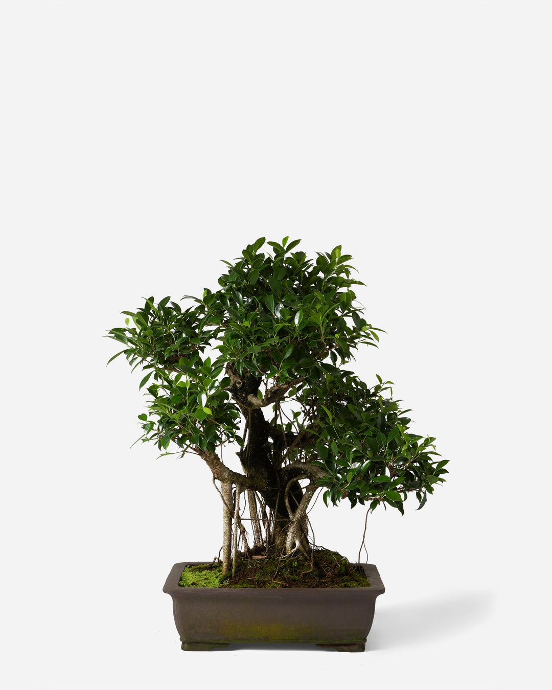 Bonsai