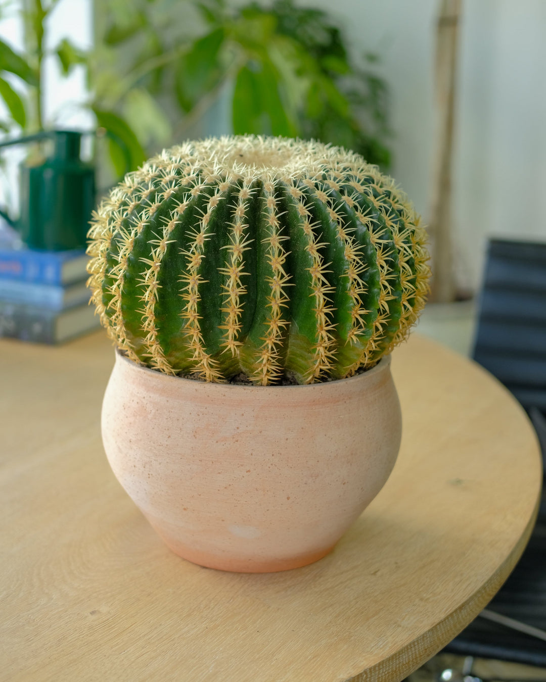 Golden barrel cactus — low-water plants for our new climate