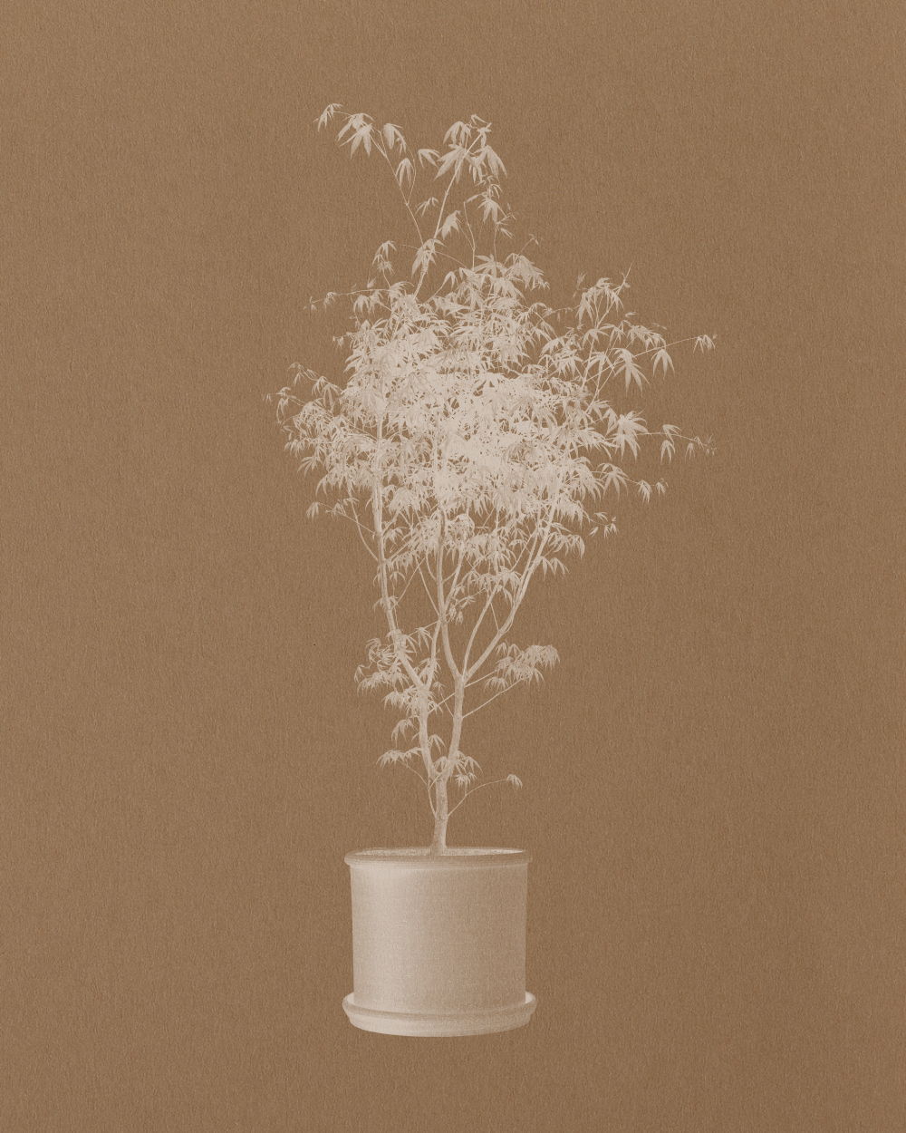 Outdoor Plants | Plant Drop