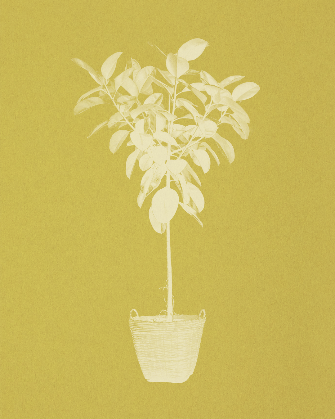 House Plants | Plant Drop