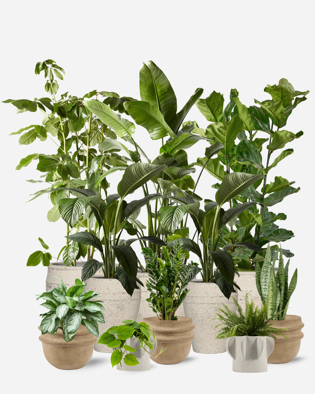 The Ready-Curated Collection