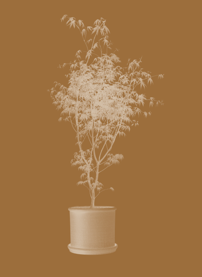 Outdoor Plants